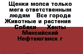 Щенки мопса только мега-ответственным людям - Все города Животные и растения » Собаки   . Ханты-Мансийский,Нефтеюганск г.